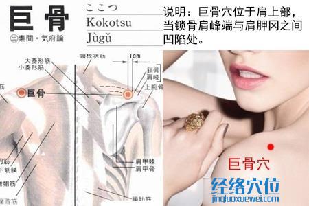 巨骨穴位位置圖