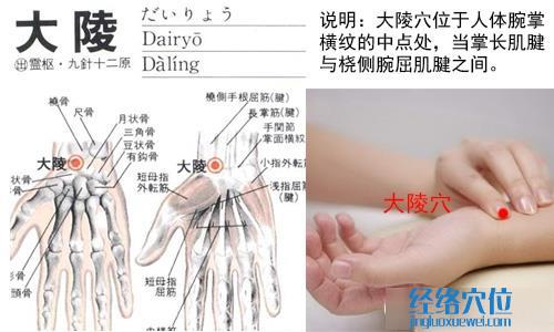 大陵穴位位置圖