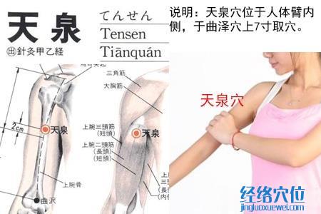 天泉穴位位置圖