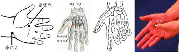 勞宮穴解剖圖解