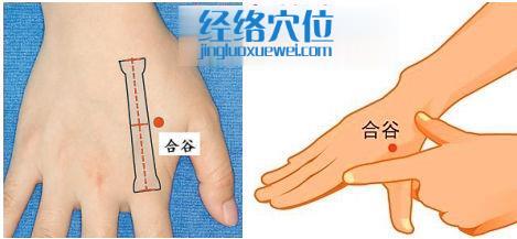 合谷穴的位置圖