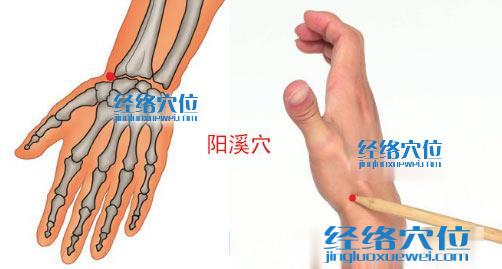 高清圖解陽溪穴的位置圖