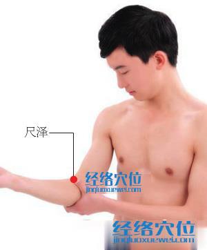 圖解尺澤穴的位置圖