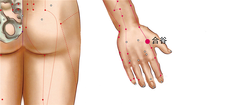 合谷穴的準(zhǔn)確位置圖位位置圖