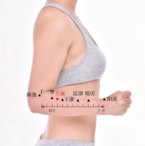 上廉穴的準確位置圖及功效視頻位位置圖