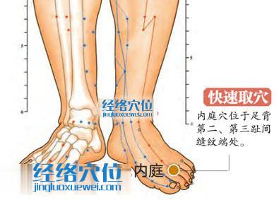 內(nèi)庭穴的準(zhǔn)確位置圖