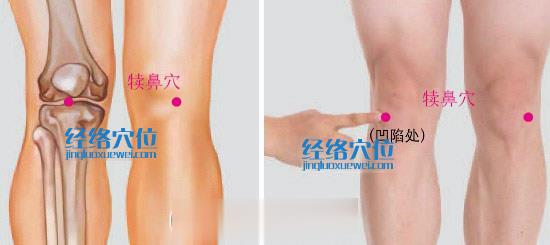 犢鼻穴(外膝眼穴)位位置圖