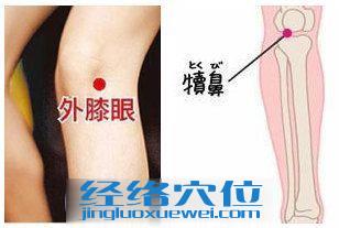 犢鼻穴的準(zhǔn)確位置圖