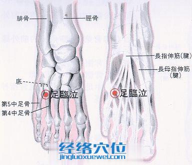 足臨泣穴的位置解剖分析圖