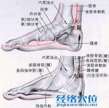 太溪穴的位置解剖分析圖