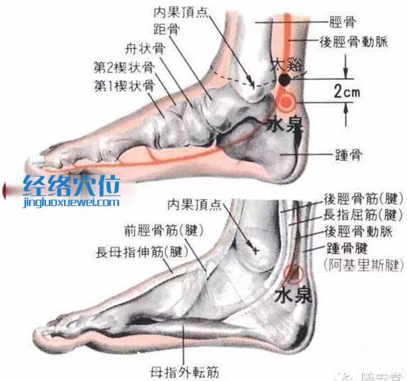 水泉穴的位置解剖分析圖