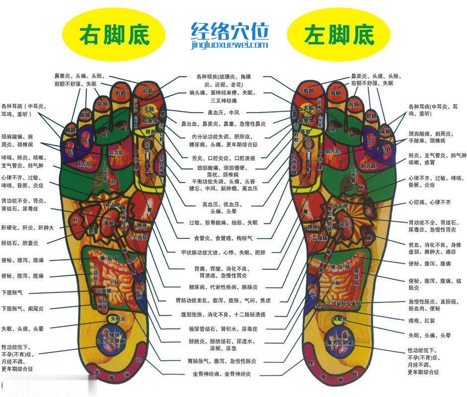 腳底反射區(qū)圖