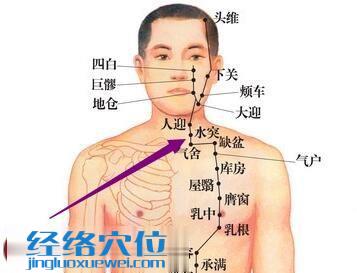 足陽明胃經(jīng)--水突穴