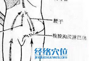 腹股溝淋巴結(jié)圖片