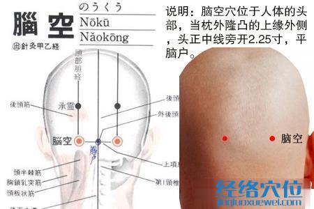 腦空穴的位置圖