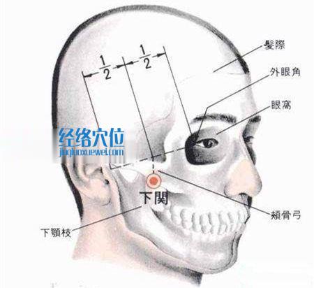 下關(guān)穴的位置解剖分析圖