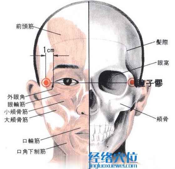 瞳子髎穴的位置解剖分析圖
