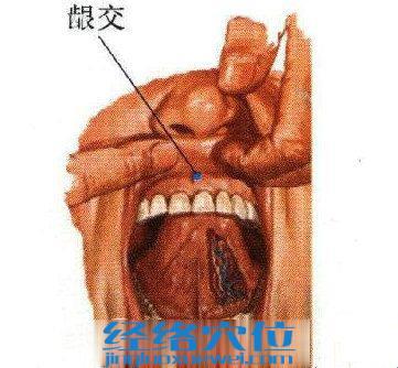 齦交穴位圖