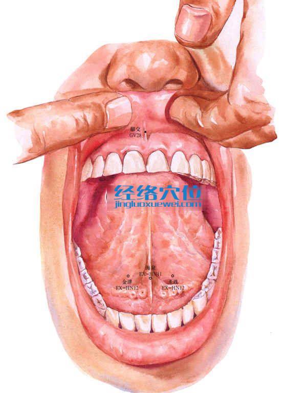 齦交穴的準(zhǔn)確位置圖