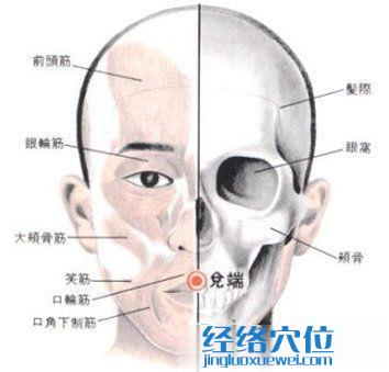 兌端穴位的位置解剖分析圖