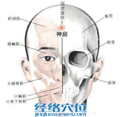 神庭穴的位置解剖分析圖