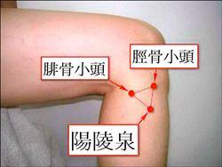 陽陵泉穴位位置圖