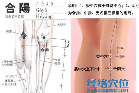 合陽穴
