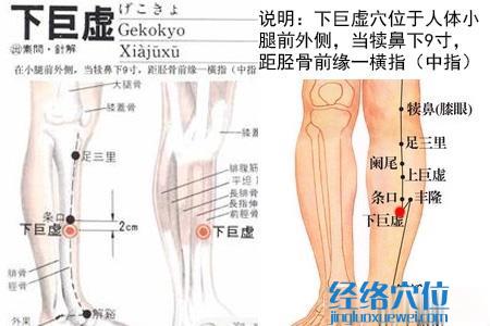 下巨虛穴位位置圖