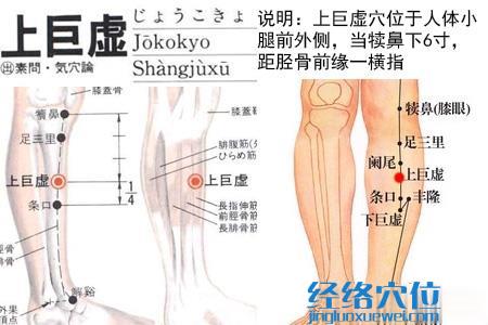 上巨虛穴位位置圖