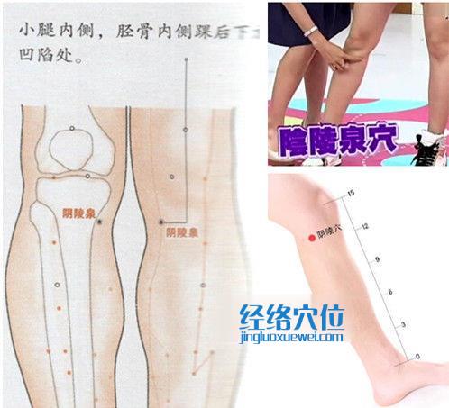 陰陵泉穴的位置圖（高清圖組）