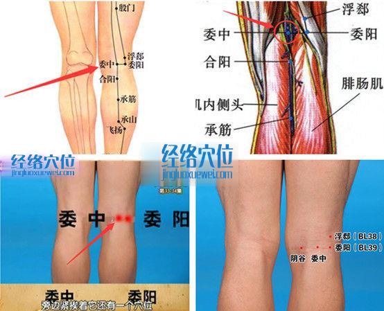 委中穴位位置圖
