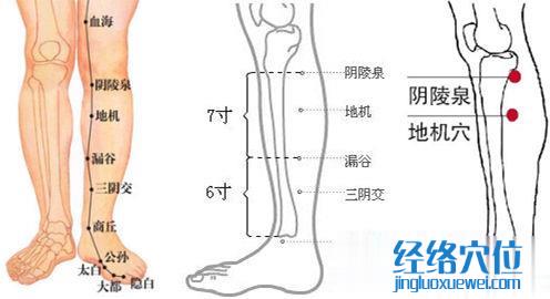 地機(jī)穴位位置圖