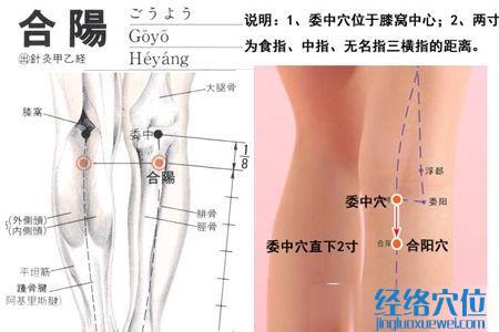 合陽穴位位置圖