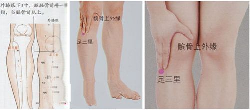 足三里穴的準(zhǔn)確位置圖