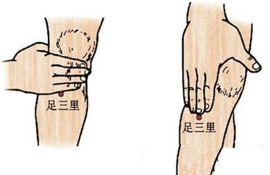 足三里穴位位置圖及取穴示范圖