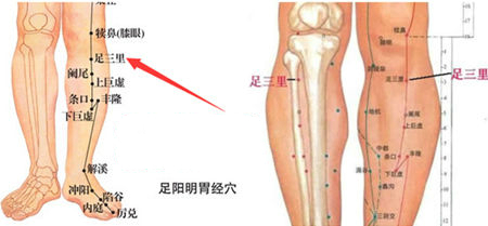 足三里穴位圖