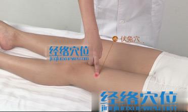 圖解伏兔穴的位置