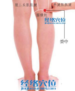委中穴的準確位置圖