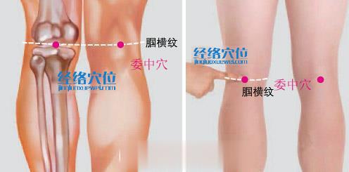 委中穴位位置圖