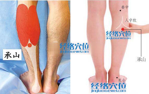 承山穴的準(zhǔn)確位置圖