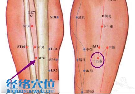 圖解下巨虛穴的位置