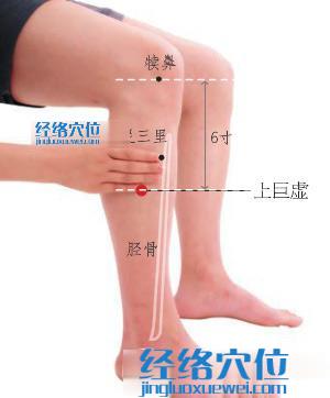 上巨虛穴位位置圖