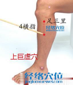 圖解上巨虛穴的位置