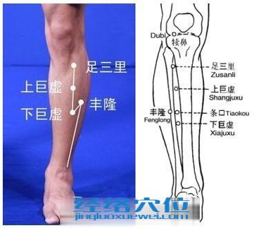 上巨虛穴的準(zhǔn)確位置圖