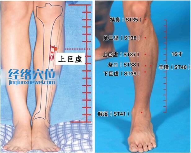 上巨虛穴的準(zhǔn)確位置圖