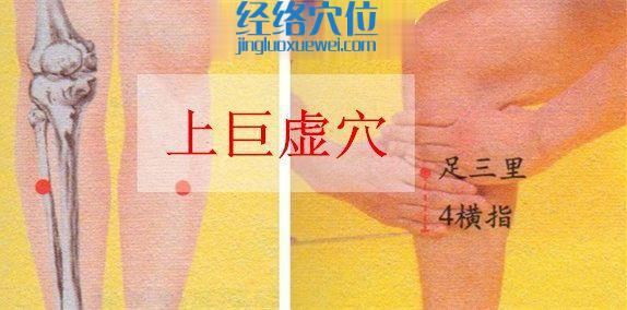 上巨虛穴位位置圖