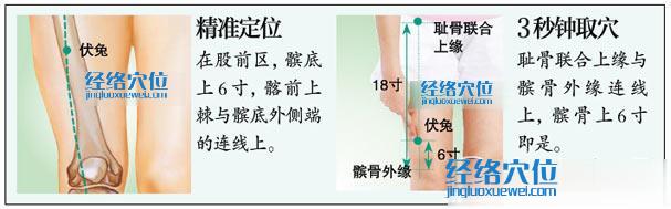 伏兔穴的準(zhǔn)確位置圖