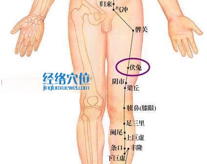 伏兔穴位圖