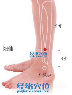 陽(yáng)輔穴位位置圖