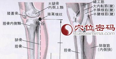 陰谷穴的準(zhǔn)確位置圖